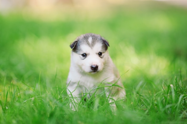 Chiot husky sibérien sur l'herbe verte.