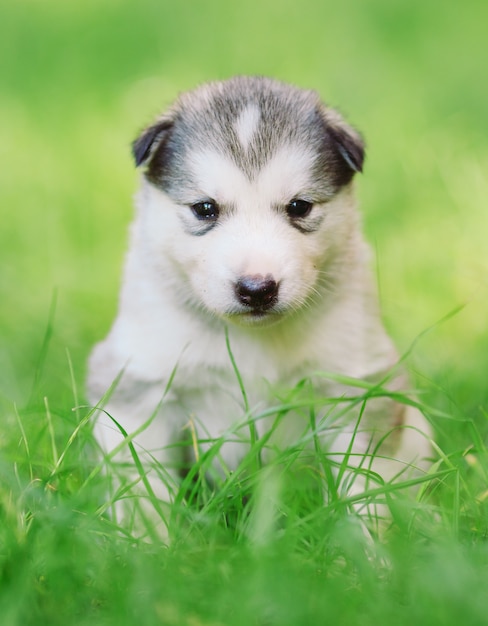 Chiot husky sibérien sur l'herbe verte.