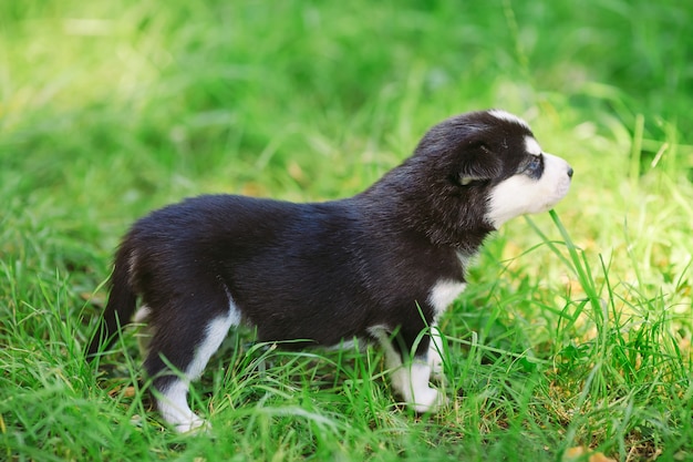 Chiot husky sibérien sur l'herbe verte.