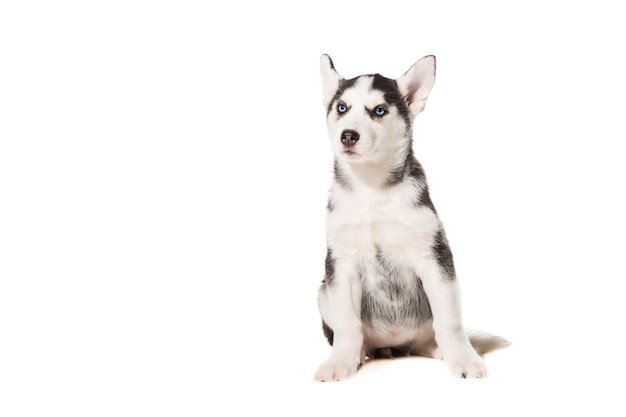 Chiot Husky Sibérien isolé sur fond blanc. Le chien est assis et ne regarde pas la caméra