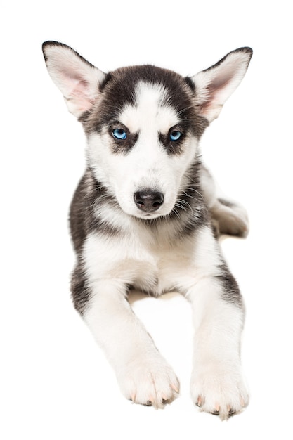 Chiot Husky Sibérien isolé sur fond blanc. Un chien ment et regarde la caméra