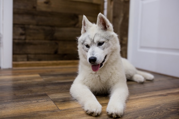 Chiot husky sibérien à la maison. mode de vie avec chien