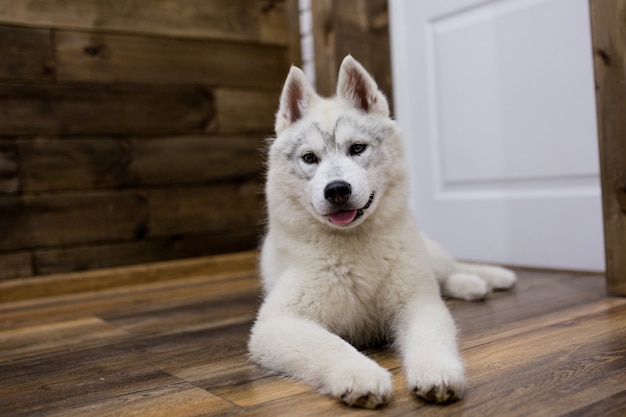 Photo chiot husky sibérien à la maison. mode de vie avec chien