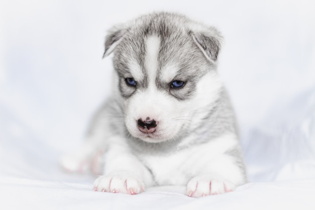 Chiot husky sibérien mignon assis sur fond blanc