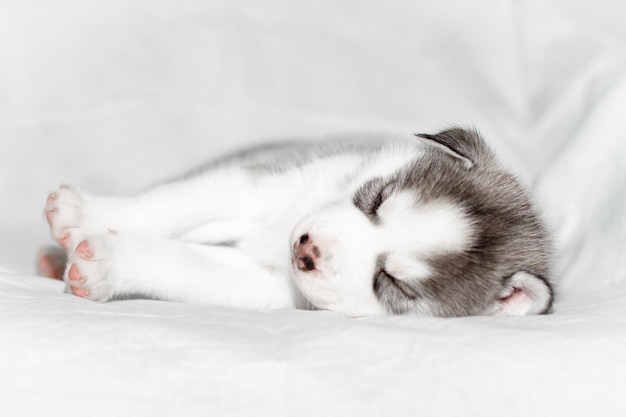 Chiot husky sibérien mignon assis sur fond blanc