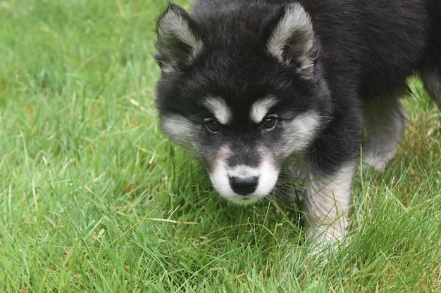 Chiot husky sibérien de race à la recherche de l'herbe