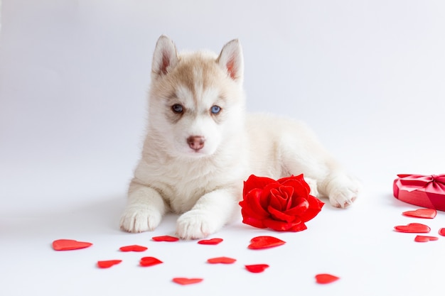 Chiot husky sibérien se trouve avec coeur rose rouge Saint Valentin