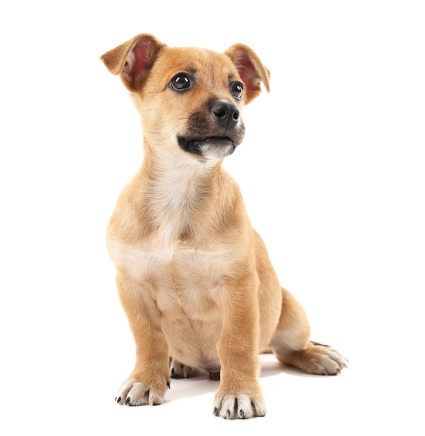 Chiot isolé sur blanc