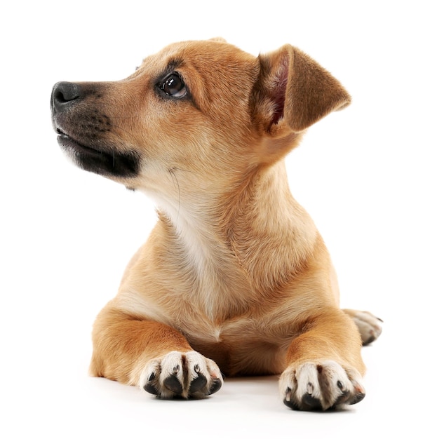 Chiot isolé sur blanc