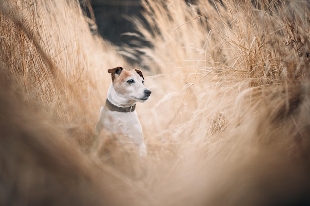 Chiot jack russel terrier blanc sur de hautes herbes jaunes gros plan