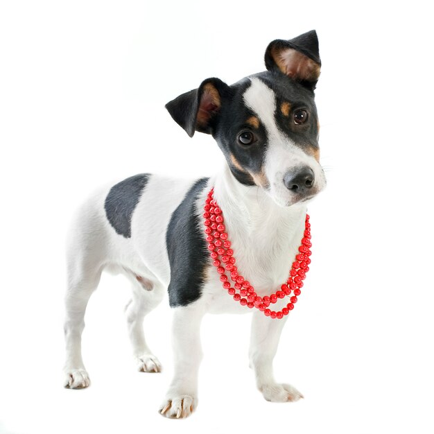 Chiot jack russel terrier sur blanc