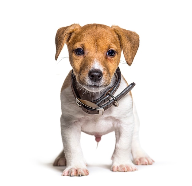 Chiot Jack russel terrier chien, deux mois, isolé sur blanc