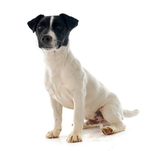 chiot jack russel terrier