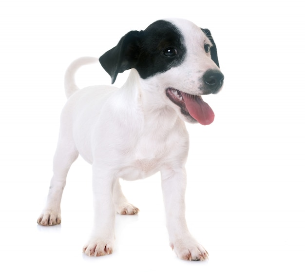 chiot jack russel terrier