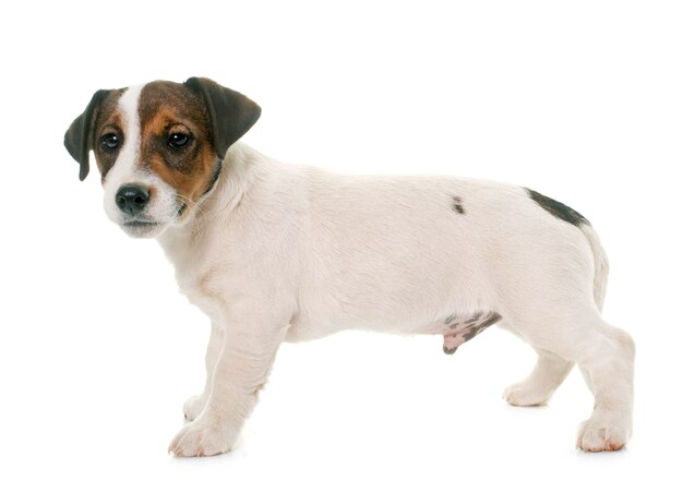 chiot jack russel terrier