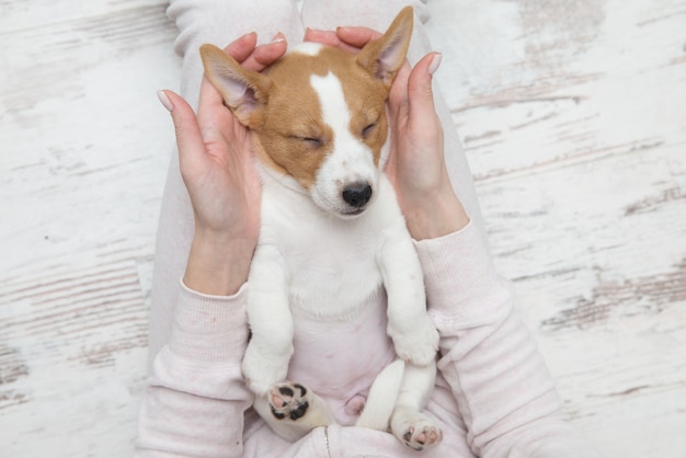 Chiot Jack Russell chien dormir Terier les mains