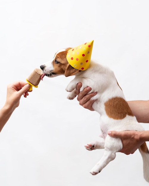 Chiot Jack Russell Terrier 4 mois avec un chapeau de papier jaune Chiot chien célébrant l'anniversaire avec de la glace isolé sur fond blanc