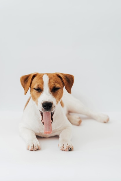 Chiot Jack Russell Terrier âgé de six mois allongé avec sa langue devant un fond blanc