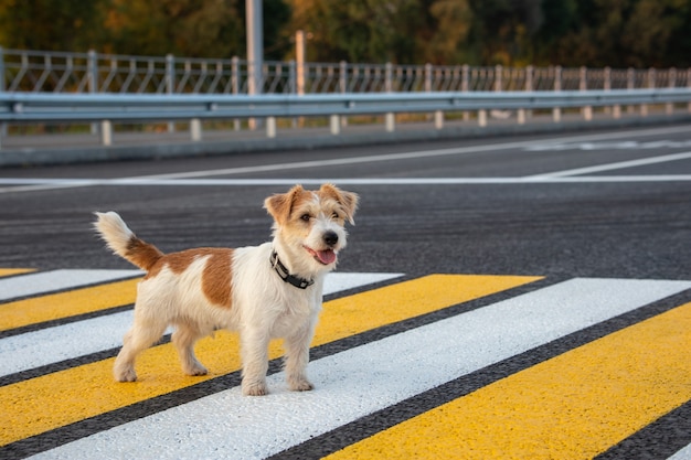 Le chiot Jack Russell Terrier court seul sur un passage pour piétons de l'autre côté de la route