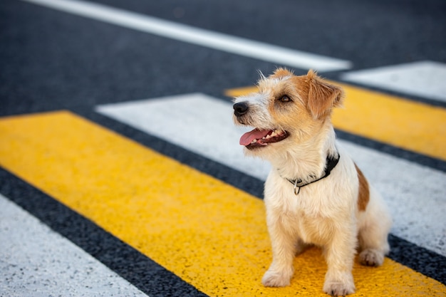 Le chiot Jack Russell Terrier court seul sur un passage pour piétons de l'autre côté de la route