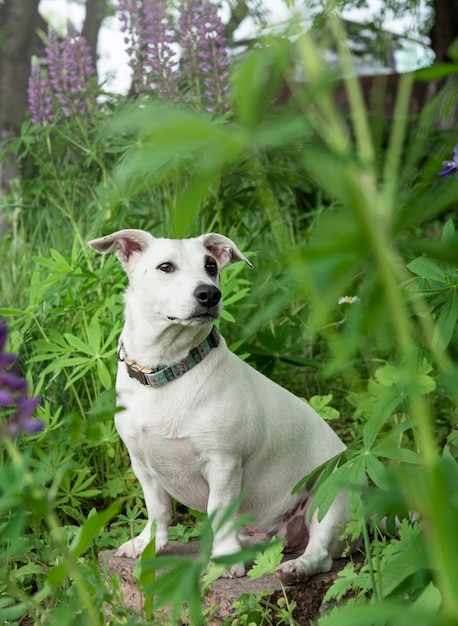 Chiot Jack Russell Terrier dans l'herbe