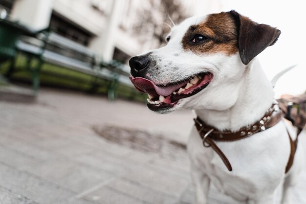 Chiot Jack Russell Terrier dans la rue photo gros plan Mode de vie actif des chiens