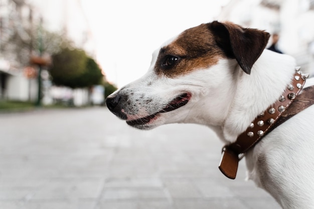 Chiot Jack Russell Terrier dans la rue photo gros plan Mode de vie actif des chiens