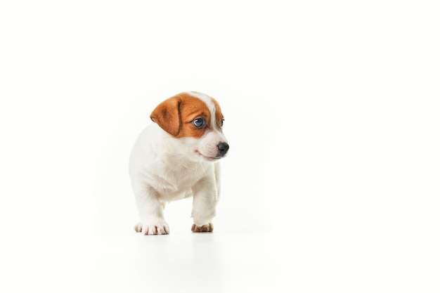 Chiot Jack Russell Terrier marchant et regardant vers la droite