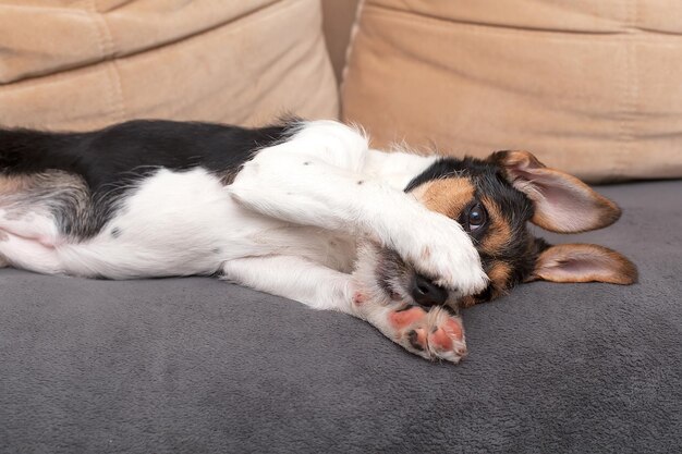 Chiot Jack Russell Terrier à poil dur dans le lit du chien en regardant la caméra