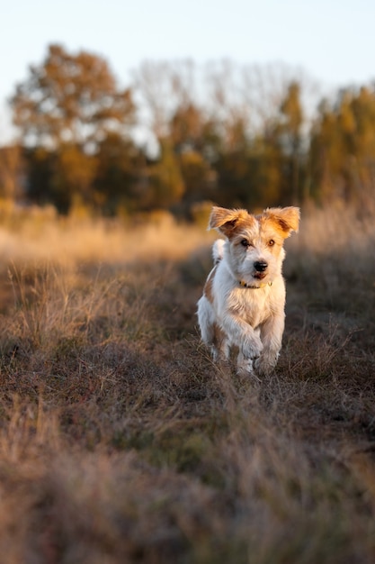 Chiot Jack Russell Terrier à poil dur s'exécutant dans un champ d'automne