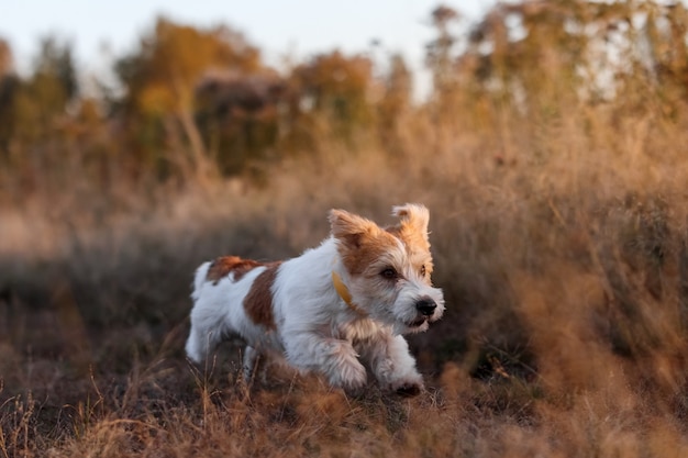 Chiot Jack Russell Terrier à poil dur s'exécutant dans un champ d'automne