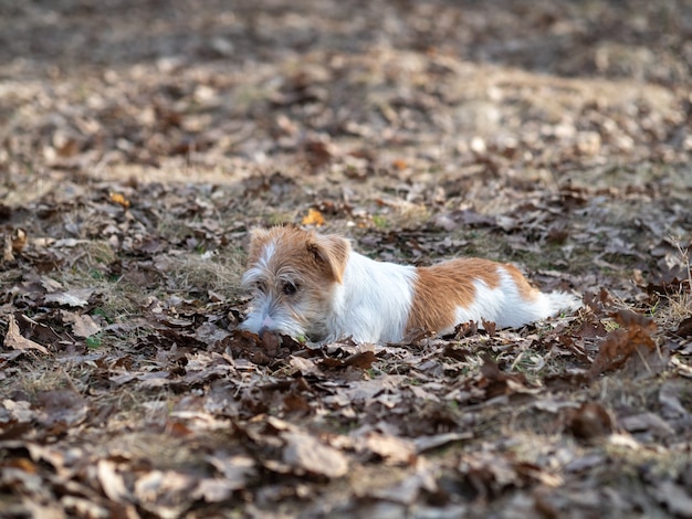 Chiot Jack Russell Terrier à poil dur se trouve dans l'herbe