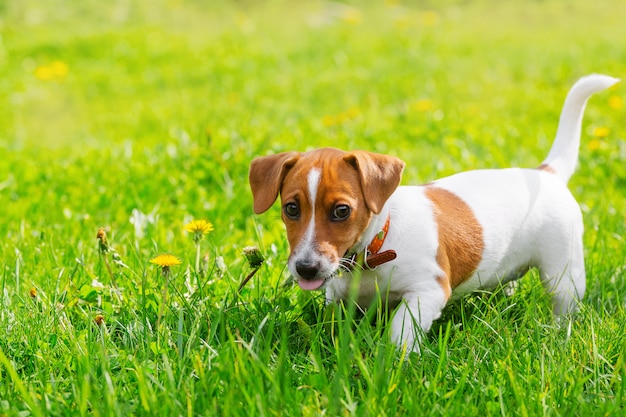 Le chiot Jack Russell a tiré la langue.