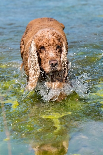 Chiot jeune chien cocker anglais tout en courant dans l'eau