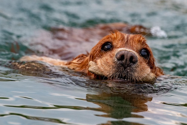 Chiot jeune chien cocker anglais tout en courant dans l'eau