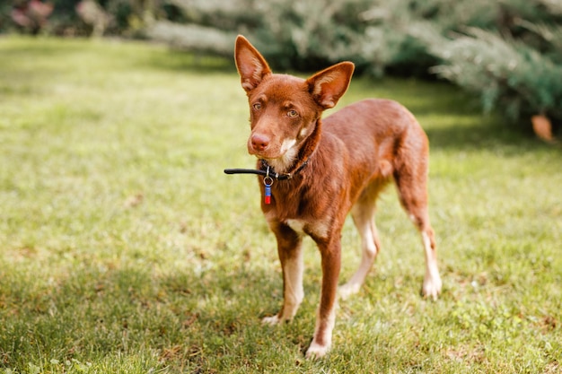 Chiot Kelpie australien à l'extérieur dans la cour sur la pelouse verte