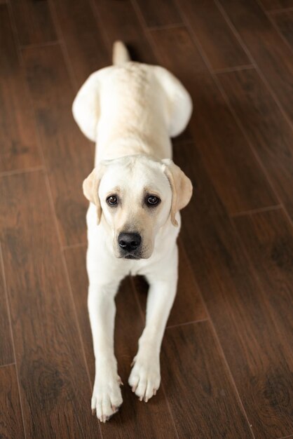 Photo chiot labrador chien clair se trouve sur un plancher en bois brun foncé et regarde la caméra