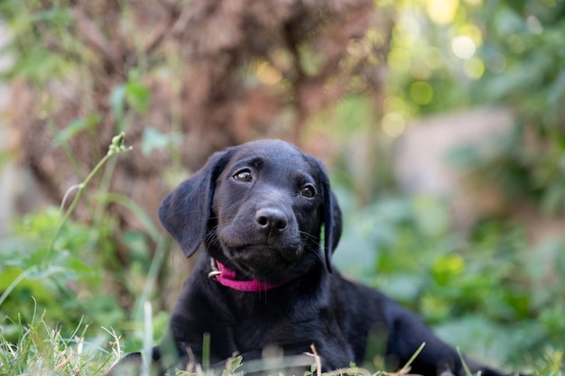 Chiot labrador couché dans l'herbe