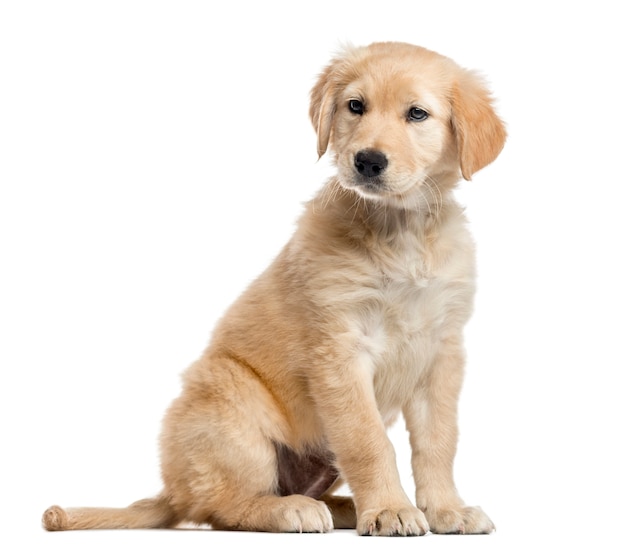 Chiot Labrador croisé, assis et regardant loin de la caméra, isolé sur blanc