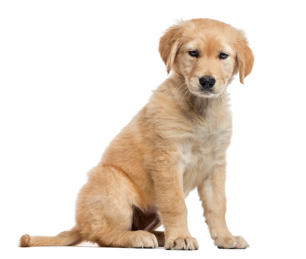 Chiot Labrador croisé, assis et regardant vers le bas, isolé sur blanc