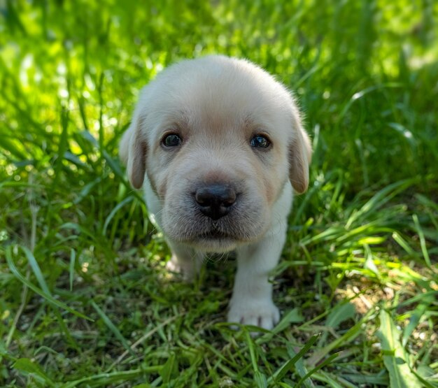 Chiot labrador dans l'herbe verte