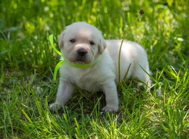 Chiot labrador dans l'herbe verte