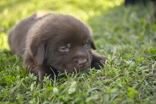 Chiot labrador doux #2