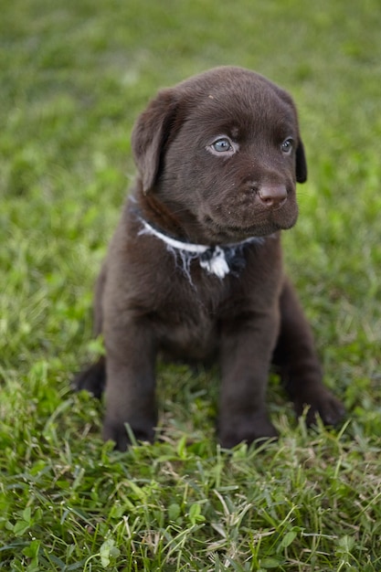 Chiot labrador doux #4