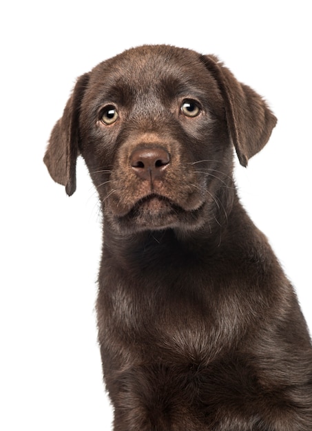 Chiot Labrador & Husky de race mixte