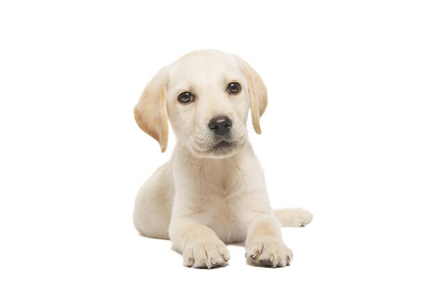 chiot de labrador isolé sur fond blanc