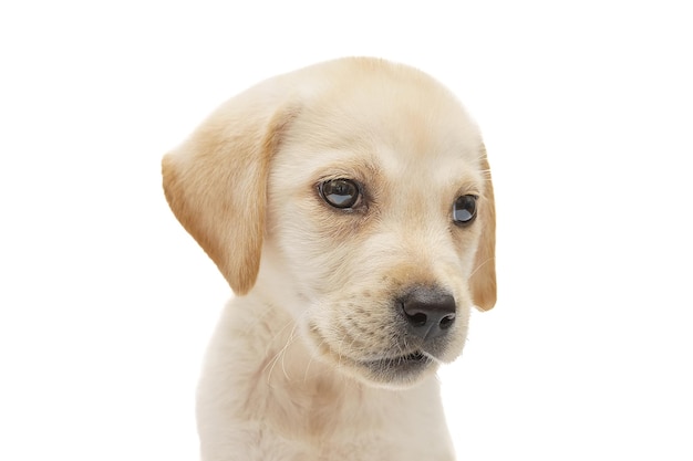 chiot de labrador isolé sur fond blanc