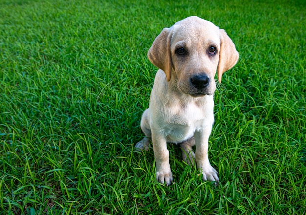 Chiot Labrador jouant sur la pelouse