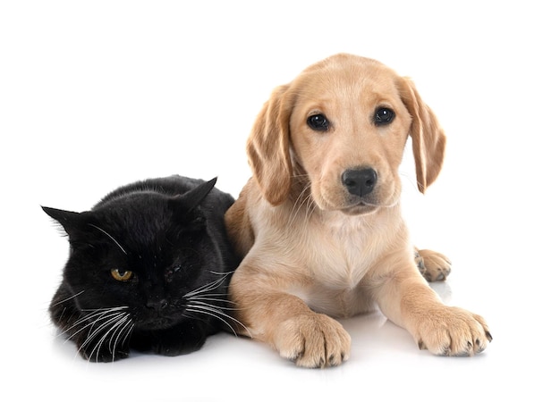 Photo chiot labrador retriever et chat