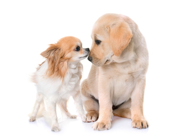 chiot labrador retriever et chihuahua